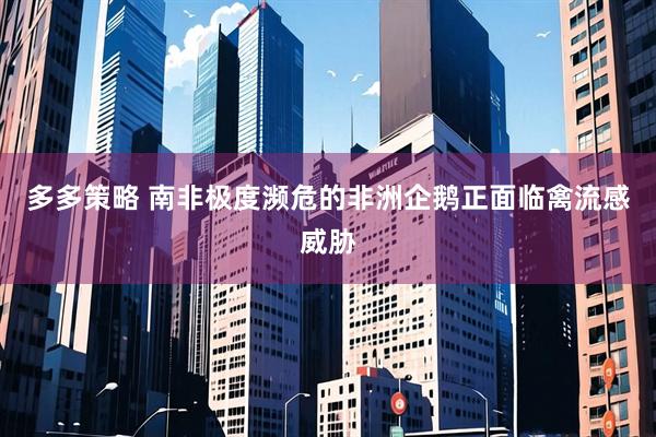 多多策略 南非极度濒危的非洲企鹅正面临禽流感威胁